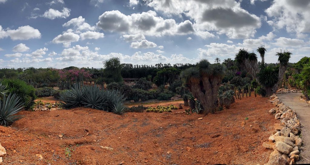 Entdecke den Jardín Botánico – Mallorcas Pflanzenparadies