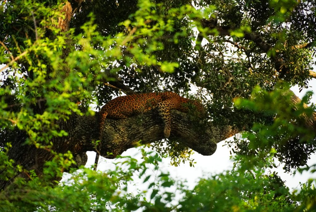 Abenteuer Sri Lanka: auf Safari Tour